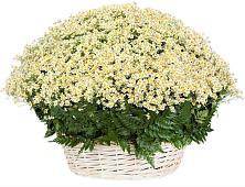 Цветочная композиция из Ромашки в корзине #REPLACE_PRED# Почепе